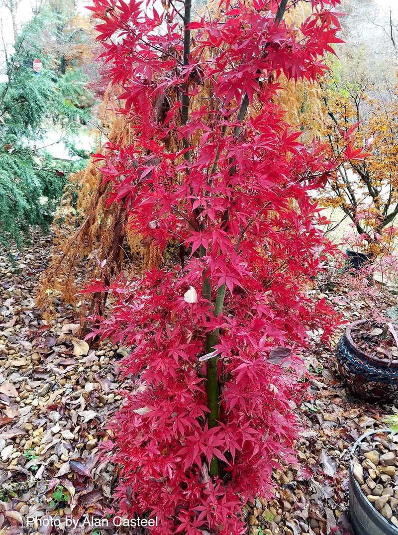- FOR PICKUP ONLY | Acer palmatum 'Skeeter's Broom’ Narrow Red Japanese Maple | DOES NOT SHIP - Mr Maple │ Buy Japanese Maple Trees