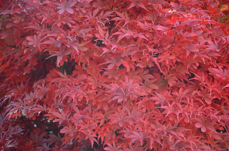 - FOR PICKUP ONLY | Acer palmatum 'Skeeter's Broom’ Narrow Red Japanese Maple | DOES NOT SHIP - Mr Maple │ Buy Japanese Maple Trees