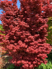 - FOR PICKUP ONLY | Acer palmatum 'Skeeter's Broom’ Narrow Red Japanese Maple | DOES NOT SHIP - Mr Maple │ Buy Japanese Maple Trees