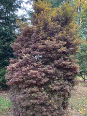 - FOR PICKUP ONLY | Acer palmatum 'Skeeter's Broom’ Narrow Red Japanese Maple | DOES NOT SHIP - Mr Maple │ Buy Japanese Maple Trees