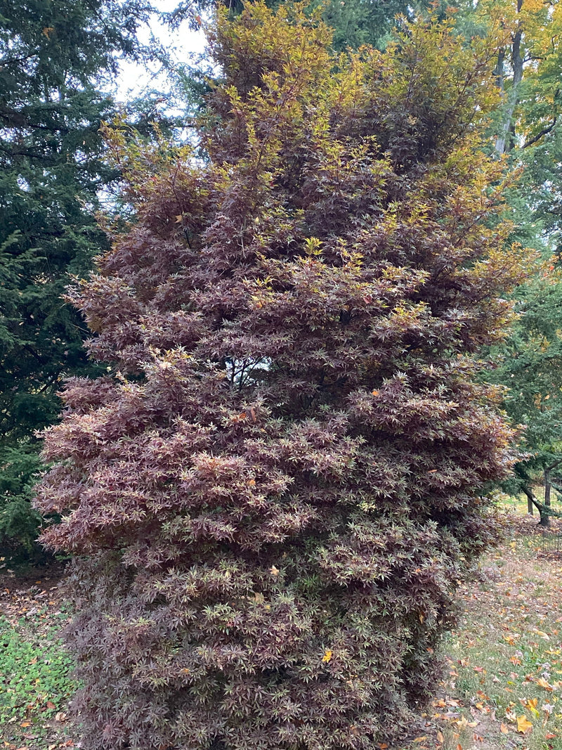 - FOR PICKUP ONLY | Acer palmatum 'Skeeter's Broom’ Narrow Red Japanese Maple | DOES NOT SHIP - Mr Maple │ Buy Japanese Maple Trees
