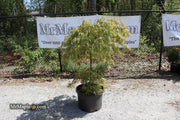 - FOR PICKUP ONLY | Acer palmatum 'Spring Delight' Japanese Maple | DOES NOT SHIP - Mr Maple │ Buy Japanese Maple Trees