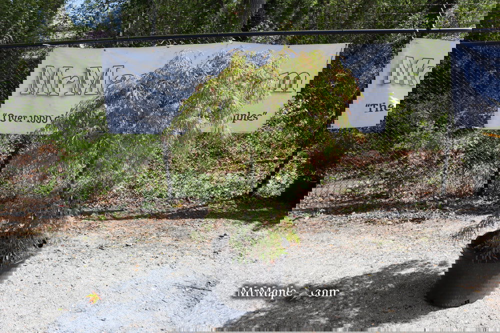 Buy Acer palmatum dissectum 'Spring Delight' Japanese Maple — Mr Maple ...