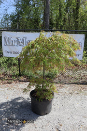 - FOR PICKUP ONLY | Acer palmatum 'Spring Delight' Japanese Maple | DOES NOT SHIP - Mr Maple │ Buy Japanese Maple Trees