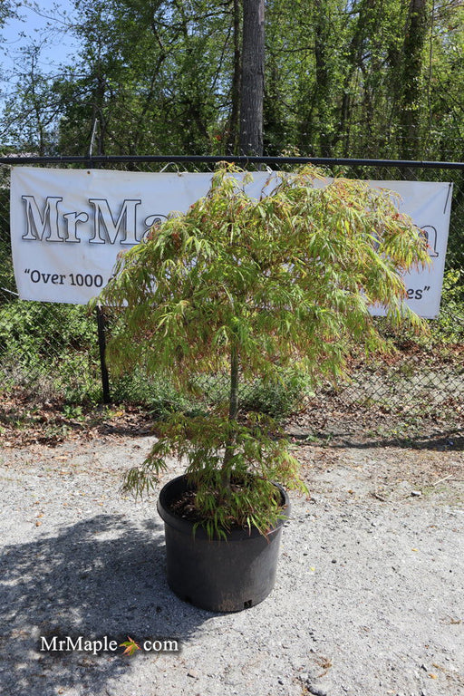 - FOR PICKUP ONLY | Acer palmatum 'Spring Delight' Japanese Maple | DOES NOT SHIP - Mr Maple │ Buy Japanese Maple Trees