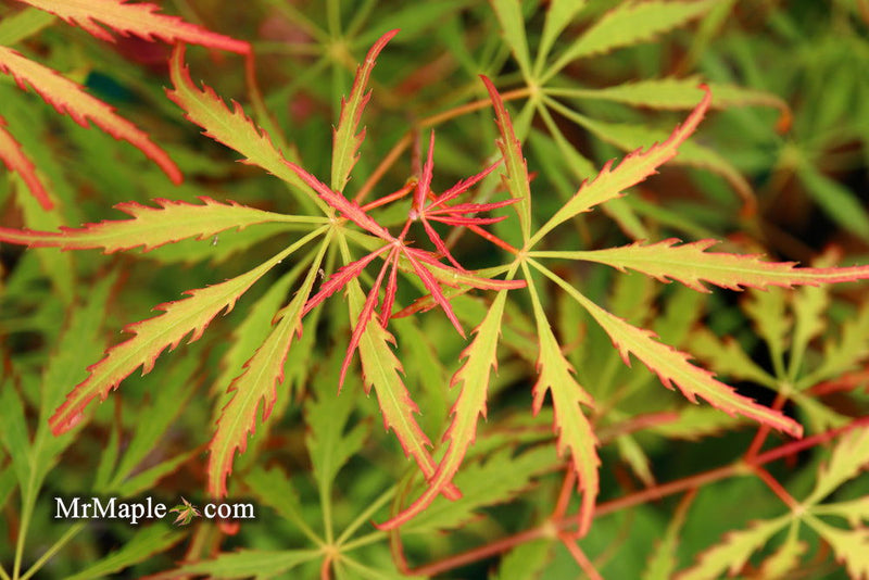 - FOR PICKUP ONLY | Acer palmatum 'Spring Delight' Japanese Maple | DOES NOT SHIP - Mr Maple │ Buy Japanese Maple Trees