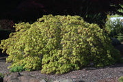 - FOR PICKUP ONLY | Acer palmatum 'Spring Delight' Japanese Maple | DOES NOT SHIP - Mr Maple │ Buy Japanese Maple Trees