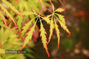 - FOR PICKUP ONLY | Acer palmatum 'Spring Delight' Japanese Maple | DOES NOT SHIP - Mr Maple │ Buy Japanese Maple Trees