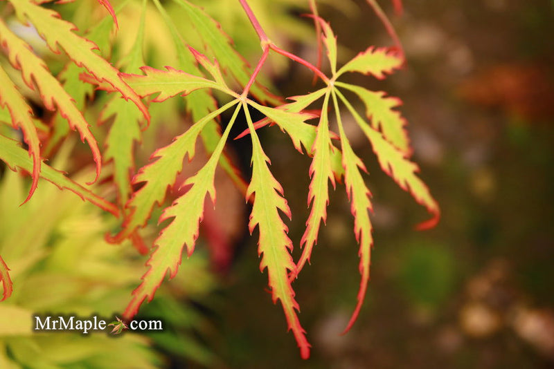 - FOR PICKUP ONLY | Acer palmatum 'Spring Delight' Japanese Maple | DOES NOT SHIP - Mr Maple │ Buy Japanese Maple Trees