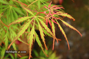 - FOR PICKUP ONLY | Acer palmatum 'Spring Delight' Japanese Maple | DOES NOT SHIP - Mr Maple │ Buy Japanese Maple Trees