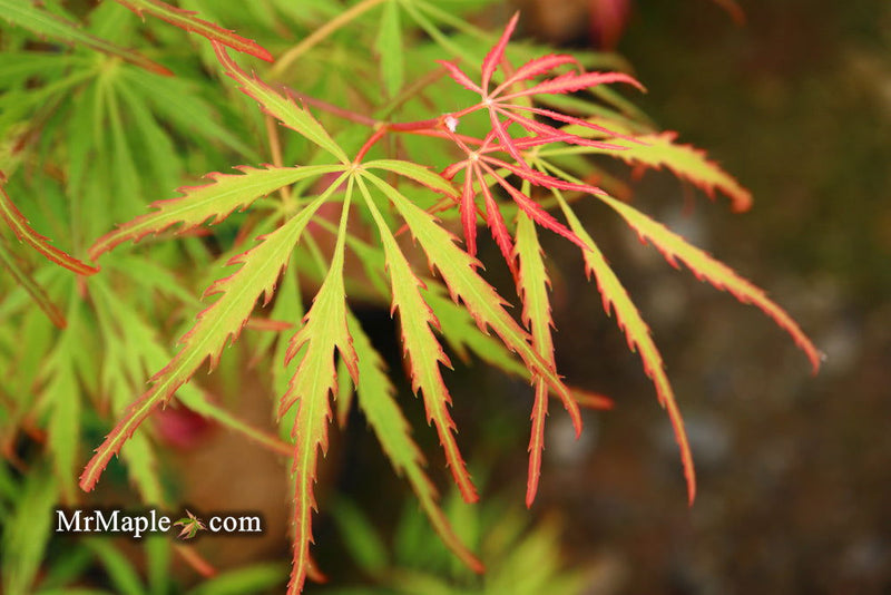 - FOR PICKUP ONLY | Acer palmatum 'Spring Delight' Japanese Maple | DOES NOT SHIP - Mr Maple │ Buy Japanese Maple Trees