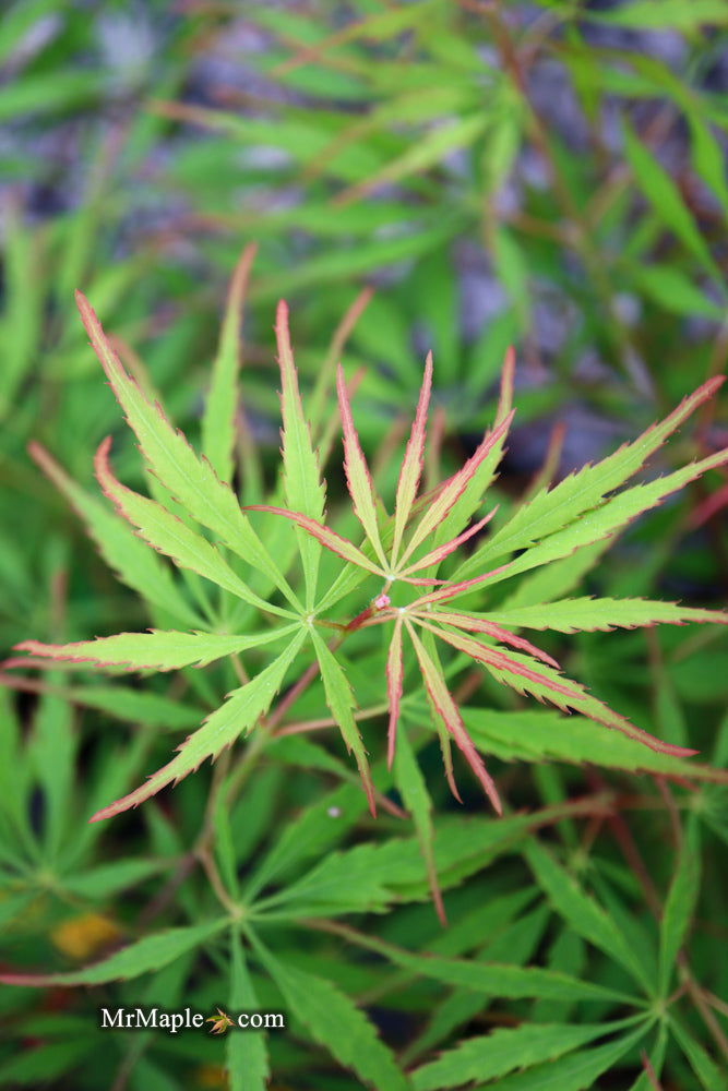 - FOR PICKUP ONLY | Acer palmatum 'Spring Delight' Japanese Maple | DOES NOT SHIP - Mr Maple │ Buy Japanese Maple Trees