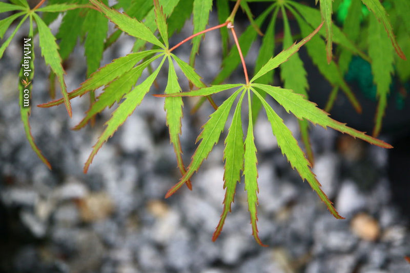 - FOR PICKUP ONLY | Acer palmatum 'Spring Delight' Japanese Maple | DOES NOT SHIP - Mr Maple │ Buy Japanese Maple Trees