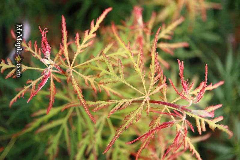 - FOR PICKUP ONLY | Acer palmatum 'Spring Delight' Japanese Maple | DOES NOT SHIP - Mr Maple │ Buy Japanese Maple Trees
