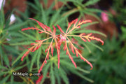 - FOR PICKUP ONLY | Acer palmatum 'Spring Delight' Japanese Maple | DOES NOT SHIP - Mr Maple │ Buy Japanese Maple Trees