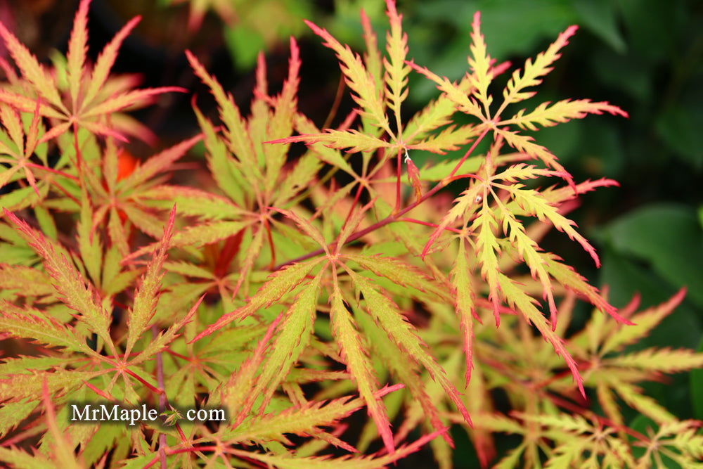 Buy Acer palmatum dissectum 'Sunset' Japanese Maple — Mr Maple