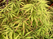 - FOR PICKUP ONLY | Acer palmatum 'Sunset' Japanese Maple | DOES NOT SHIP - Mr Maple │ Buy Japanese Maple Trees