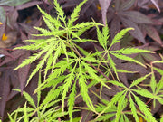 - FOR PICKUP ONLY | Acer palmatum 'Sunset' Japanese Maple | DOES NOT SHIP - Mr Maple │ Buy Japanese Maple Trees