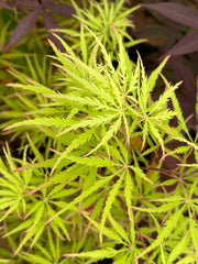 - FOR PICKUP ONLY | Acer palmatum 'Sunset' Japanese Maple | DOES NOT SHIP - Mr Maple │ Buy Japanese Maple Trees