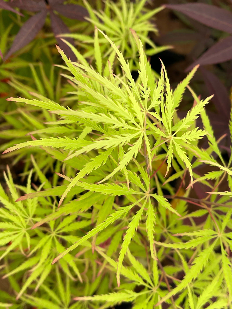 - FOR PICKUP ONLY | Acer palmatum 'Sunset' Japanese Maple | DOES NOT SHIP - Mr Maple │ Buy Japanese Maple Trees