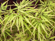 - FOR PICKUP ONLY | Acer palmatum 'Sunset' Japanese Maple | DOES NOT SHIP - Mr Maple │ Buy Japanese Maple Trees