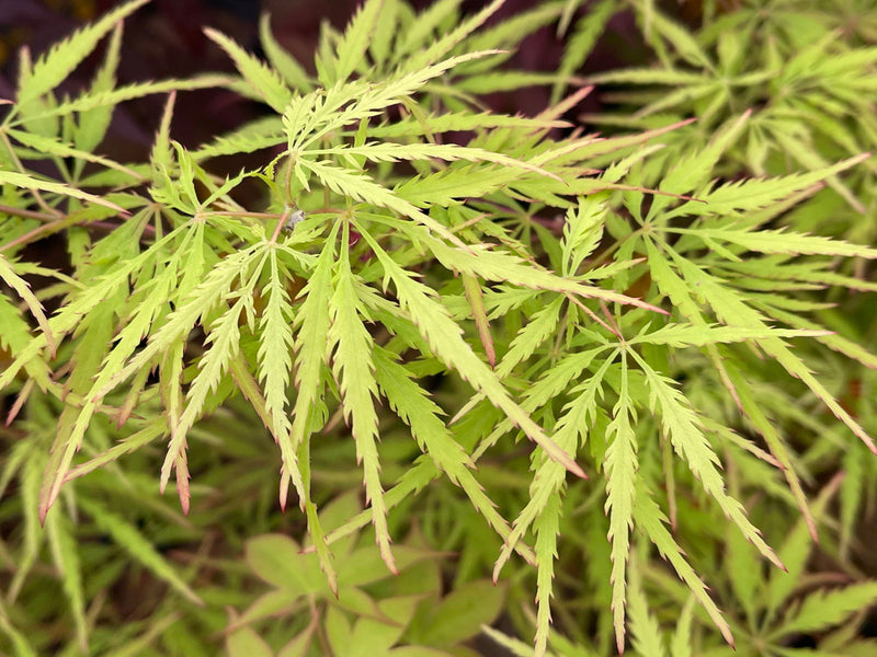 - FOR PICKUP ONLY | Acer palmatum 'Sunset' Japanese Maple | DOES NOT SHIP - Mr Maple │ Buy Japanese Maple Trees
