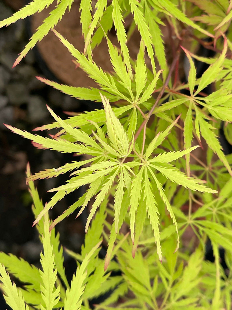 - FOR PICKUP ONLY | Acer palmatum 'Sunset' Japanese Maple | DOES NOT SHIP - Mr Maple │ Buy Japanese Maple Trees