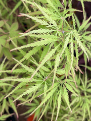 - FOR PICKUP ONLY | Acer palmatum 'Sunset' Japanese Maple | DOES NOT SHIP - Mr Maple │ Buy Japanese Maple Trees