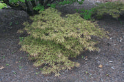 - FOR PICKUP ONLY | Acer palmatum 'Sunset' Japanese Maple | DOES NOT SHIP - Mr Maple │ Buy Japanese Maple Trees