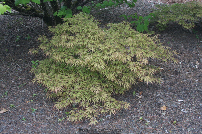 - FOR PICKUP ONLY | Acer palmatum 'Sunset' Japanese Maple | DOES NOT SHIP - Mr Maple │ Buy Japanese Maple Trees