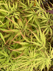 - FOR PICKUP ONLY | Acer palmatum 'Sunset' Japanese Maple | DOES NOT SHIP - Mr Maple │ Buy Japanese Maple Trees