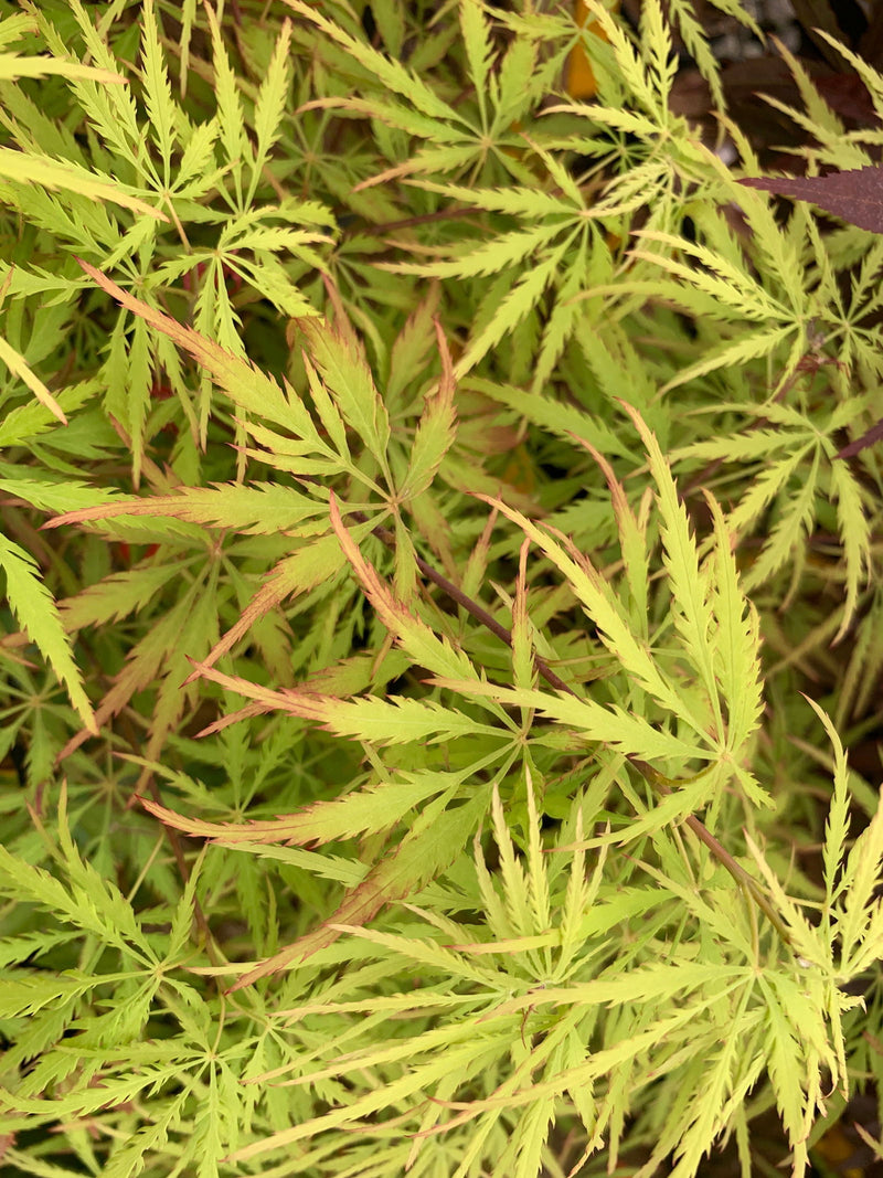 - FOR PICKUP ONLY | Acer palmatum 'Sunset' Japanese Maple | DOES NOT SHIP - Mr Maple │ Buy Japanese Maple Trees