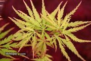 - FOR PICKUP ONLY | Acer palmatum 'Sunset' Japanese Maple | DOES NOT SHIP - Mr Maple │ Buy Japanese Maple Trees