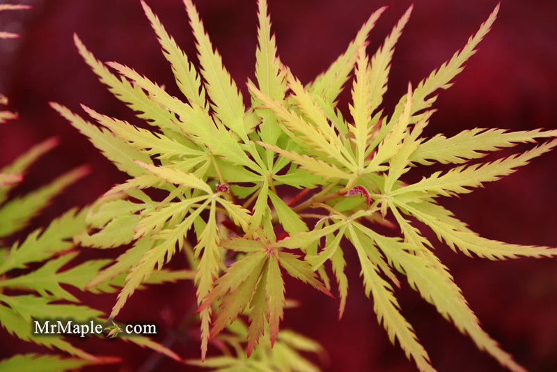 - FOR PICKUP ONLY | Acer palmatum 'Sunset' Japanese Maple | DOES NOT SHIP - Mr Maple │ Buy Japanese Maple Trees