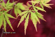 - FOR PICKUP ONLY | Acer palmatum 'Sunset' Japanese Maple | DOES NOT SHIP - Mr Maple │ Buy Japanese Maple Trees