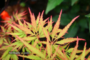 - FOR PICKUP ONLY | Acer palmatum 'Sunset' Japanese Maple | DOES NOT SHIP - Mr Maple │ Buy Japanese Maple Trees