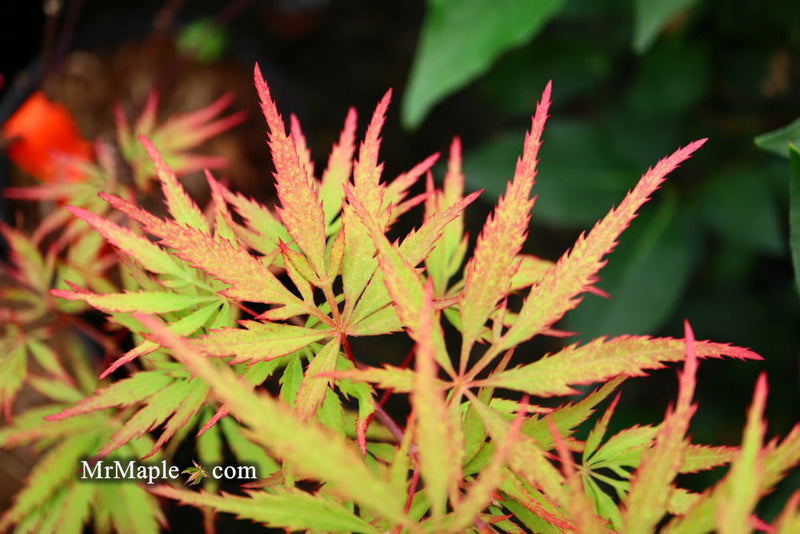 - FOR PICKUP ONLY | Acer palmatum 'Sunset' Japanese Maple | DOES NOT SHIP - Mr Maple │ Buy Japanese Maple Trees
