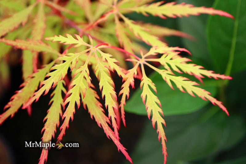 - FOR PICKUP ONLY | Acer palmatum 'Sunset' Japanese Maple | DOES NOT SHIP - Mr Maple │ Buy Japanese Maple Trees