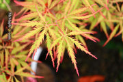 - FOR PICKUP ONLY | Acer palmatum 'Sunset' Japanese Maple | DOES NOT SHIP - Mr Maple │ Buy Japanese Maple Trees
