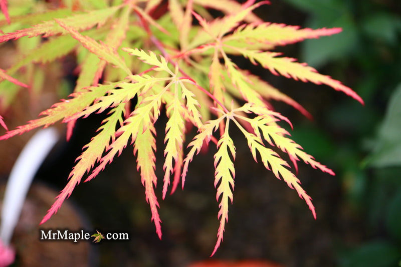 - FOR PICKUP ONLY | Acer palmatum 'Sunset' Japanese Maple | DOES NOT SHIP - Mr Maple │ Buy Japanese Maple Trees