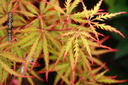 - FOR PICKUP ONLY | Acer palmatum 'Sunset' Japanese Maple | DOES NOT SHIP - Mr Maple │ Buy Japanese Maple Trees