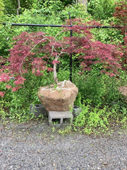 - FOR PICKUP ONLY | Acer palmatum 'Tamukeyama' Weeping Red Japanese Maple | DOES NOT SHIP - Mr Maple │ Buy Japanese Maple Trees