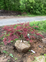 - FOR PICKUP ONLY | Acer palmatum 'Tamukeyama' Weeping Red Japanese Maple | DOES NOT SHIP - Mr Maple │ Buy Japanese Maple Trees