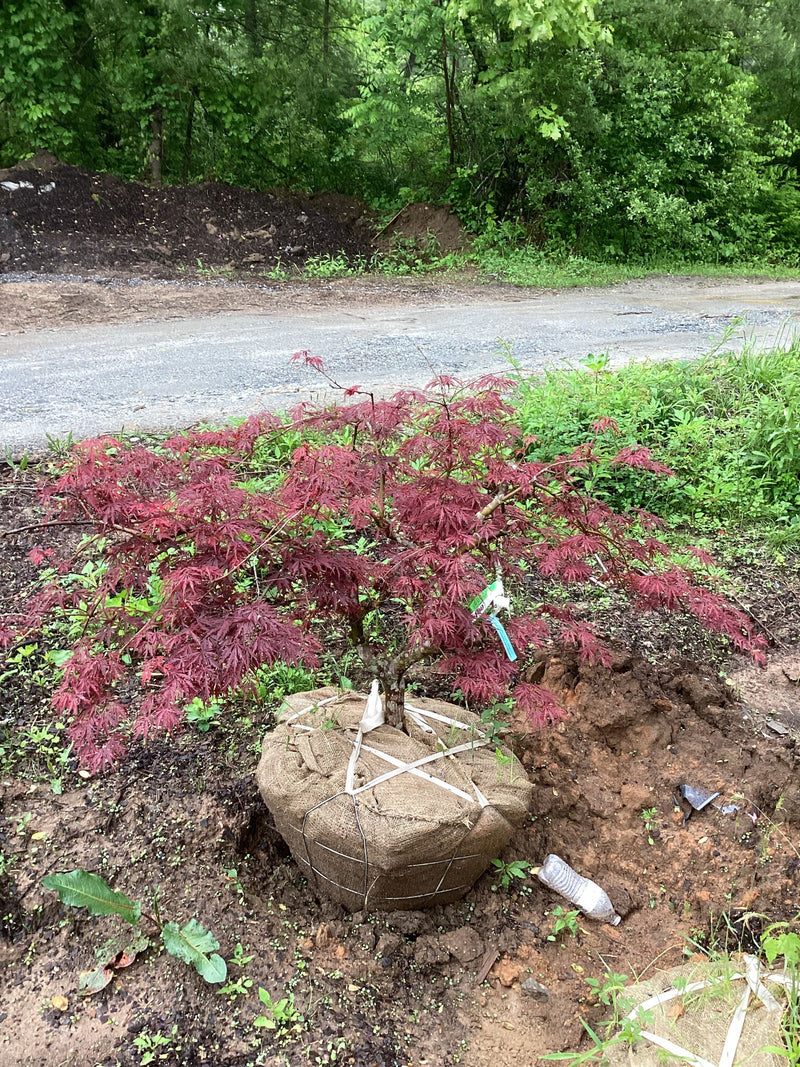 - FOR PICKUP ONLY | Acer palmatum 'Tamukeyama' Weeping Red Japanese Maple | DOES NOT SHIP - Mr Maple │ Buy Japanese Maple Trees