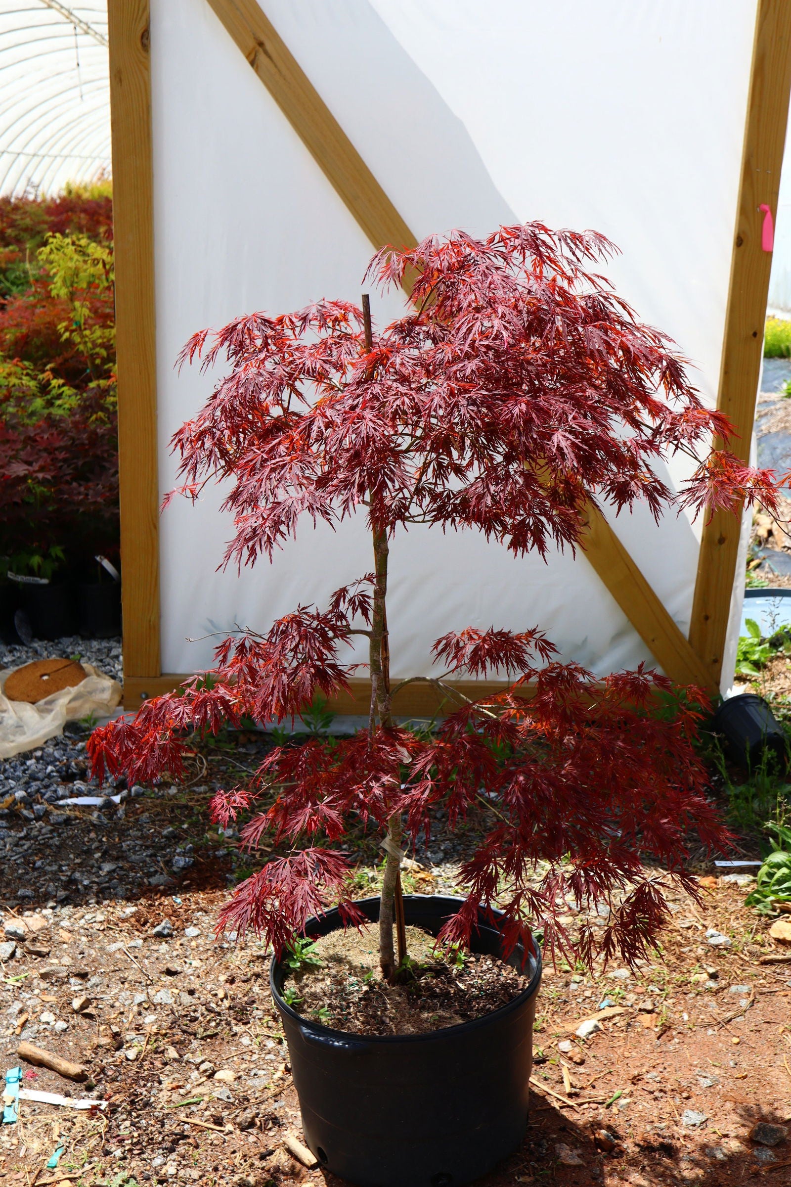 Buy Acer palmatum dissectum 'Tamukeyama' Weeping Red Japanese