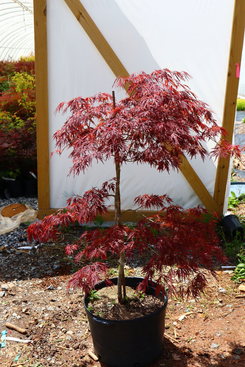 - FOR PICKUP ONLY | Acer palmatum 'Tamukeyama' Weeping Red Japanese Maple | DOES NOT SHIP - Mr Maple │ Buy Japanese Maple Trees