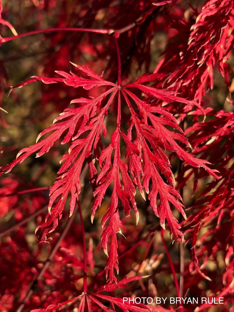 - FOR PICKUP ONLY | Acer palmatum 'Tamukeyama' Weeping Red Japanese Maple | DOES NOT SHIP - Mr Maple │ Buy Japanese Maple Trees