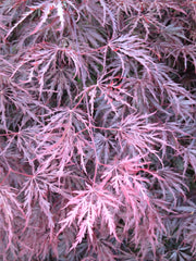 - FOR PICKUP ONLY | Acer palmatum 'Tamukeyama' Weeping Red Japanese Maple | DOES NOT SHIP - Mr Maple │ Buy Japanese Maple Trees