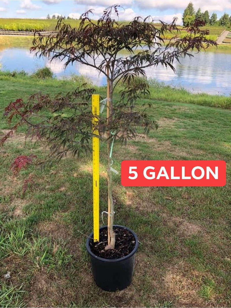 - FOR PICKUP ONLY | Acer palmatum 'Tamukeyama' Weeping Red Japanese Maple | DOES NOT SHIP - Mr Maple │ Buy Japanese Maple Trees