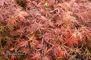 - FOR PICKUP ONLY | Acer palmatum 'Tamukeyama' Weeping Red Japanese Maple | DOES NOT SHIP - Mr Maple │ Buy Japanese Maple Trees